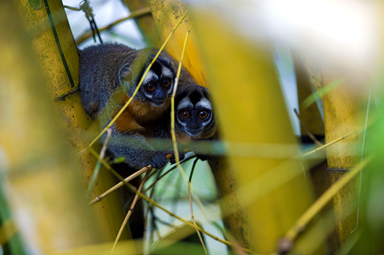 Biodiversidad de Parques Nacionales del Perú - Monos