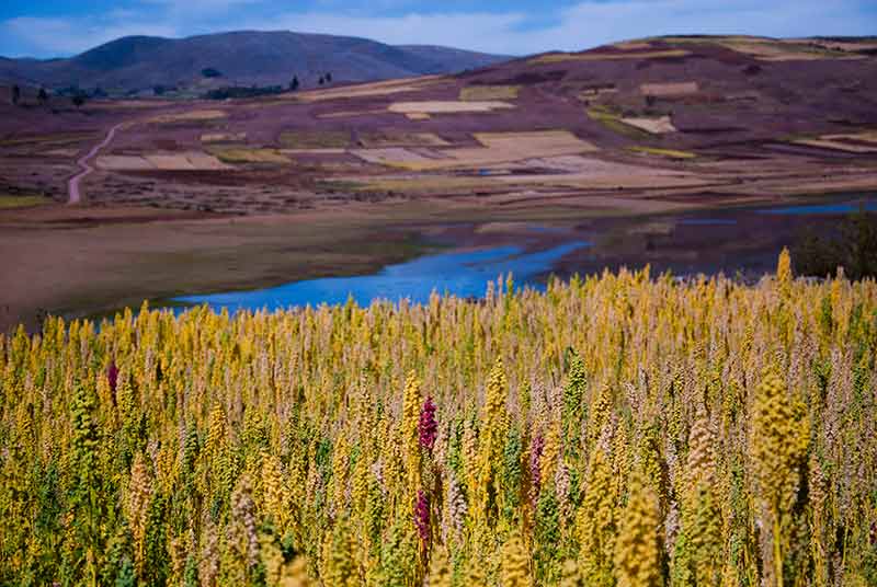 Películas peruanas- Ayacucho