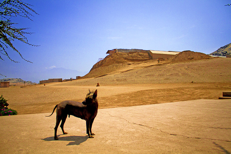 Huacas, Perro Peruano