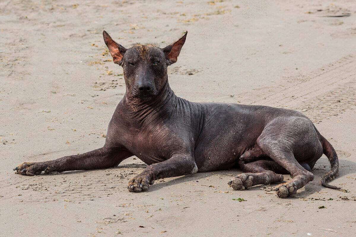 perro-chino-peru