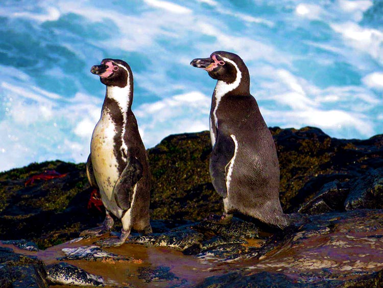 pinguino-oceano-pacifico