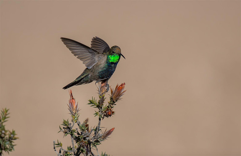 Perú logró el primer puesto en Avistamiento de Aves