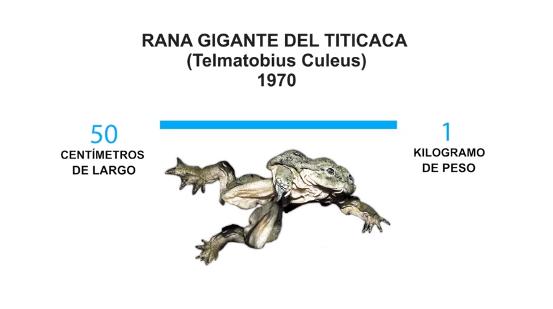 rana-gigante-titicaca