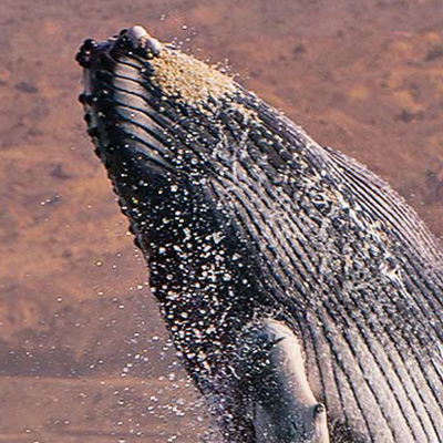 Disfruta del avistamiento de ballenas jorobadas al norte del Perú y forma parte de su encanto