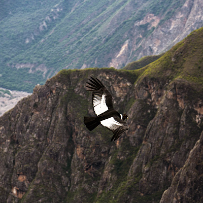 ¡El espectacular vuelo del cóndor en el Mirador de Chonta!