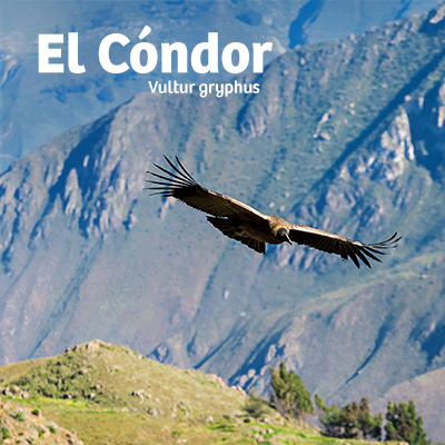 El vuelo del cóndor andino: majestuosidad en el cielo peruano