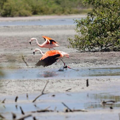 Animales silvestres: los nuevos inquilinos de la ciudad