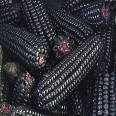 Sabroso y saludable, beneficios del maíz morado