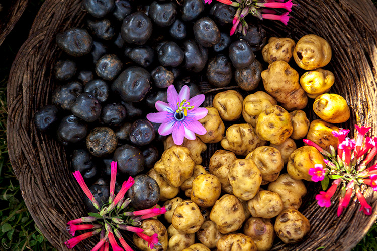 Super alimentos papas nativas