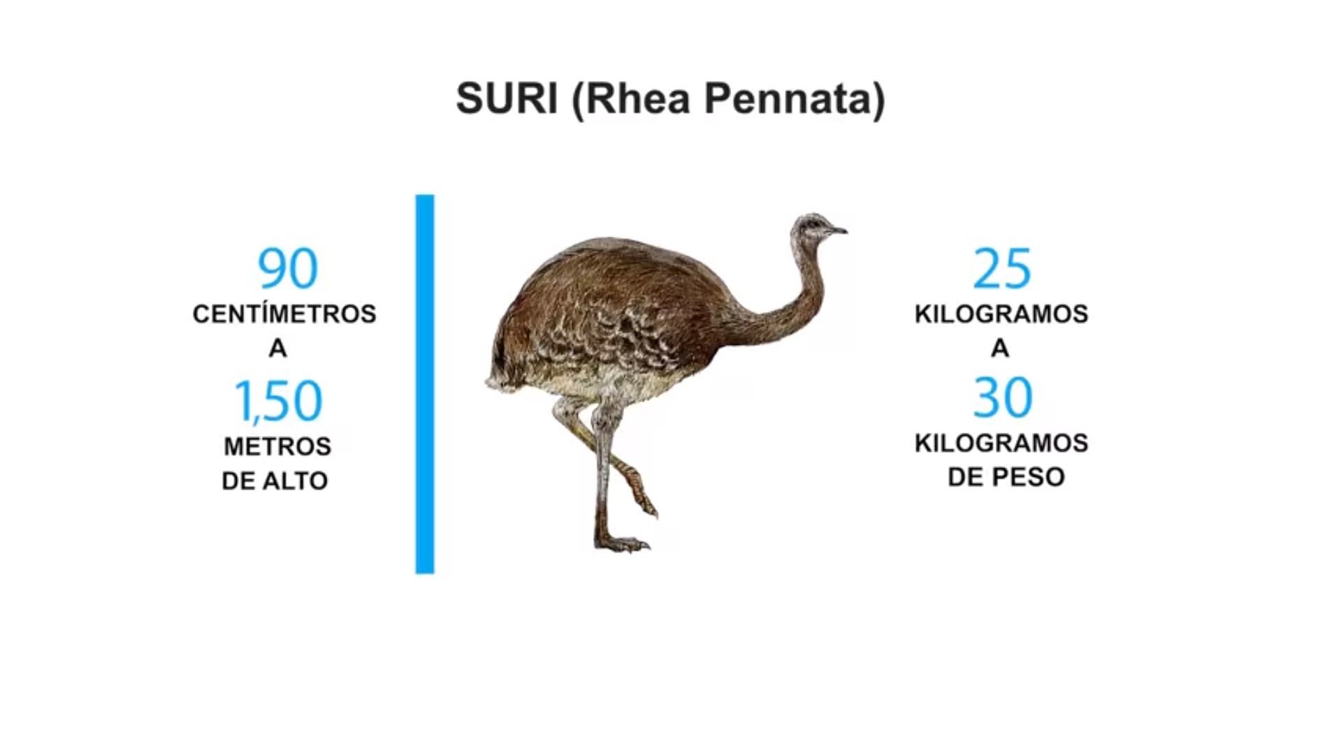 suri-nantu-peru.jpg