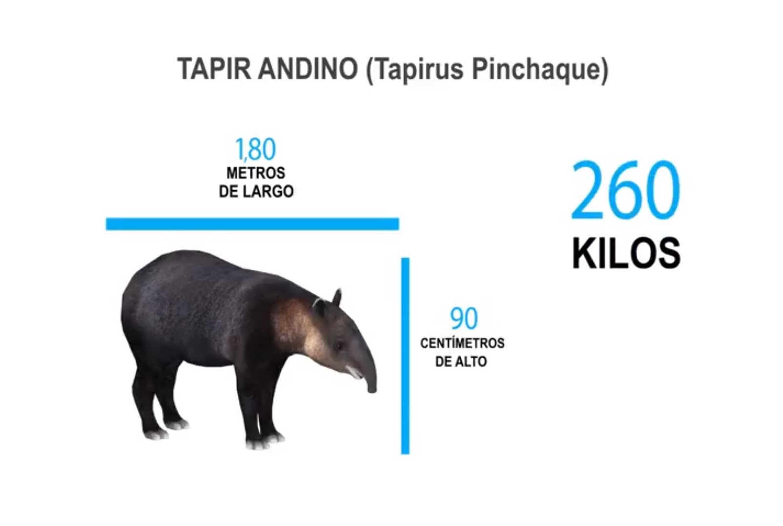 tapir-andino