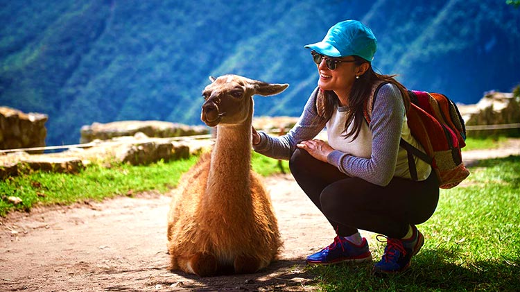 llama en Machu picchu