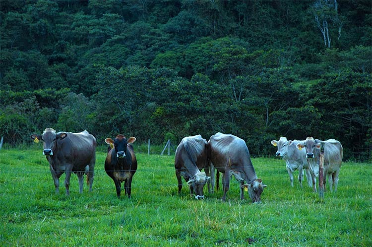 animales-campo-chacra