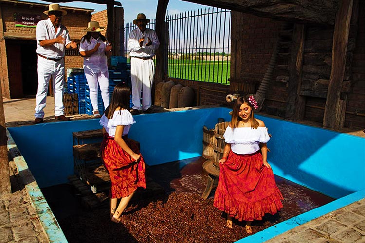 Pisa de uvas en la Vendimia