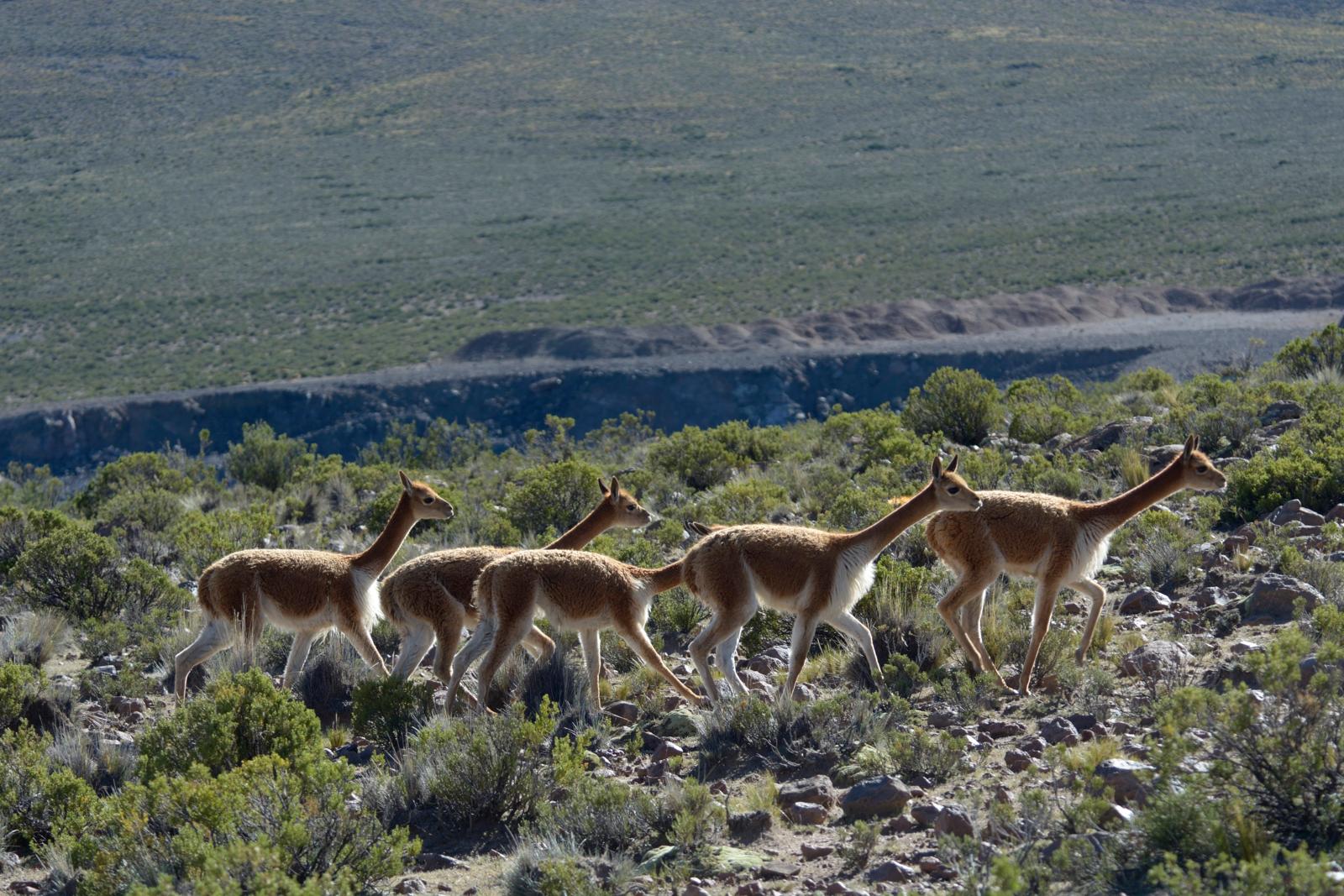 vicunas-vilacota