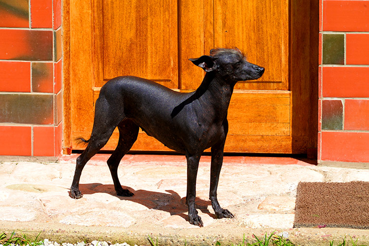 Huacas, Perro Peruano