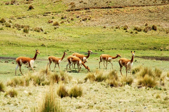 Gafas Despedida De Soltera Para Compartir Entre Amigas