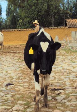 Cajamarca Clásica