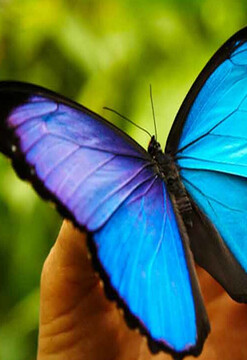 Enamorado de la selva