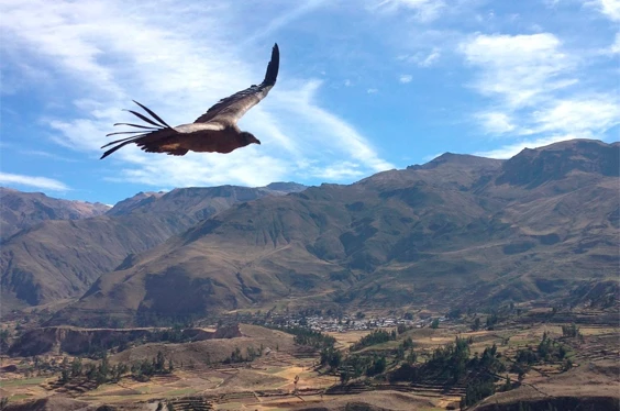 Cañón del Colca, cuna de cóndores