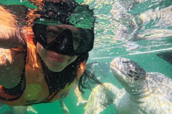 Aventuras con Ballenas y Tortugas en Los Órganos