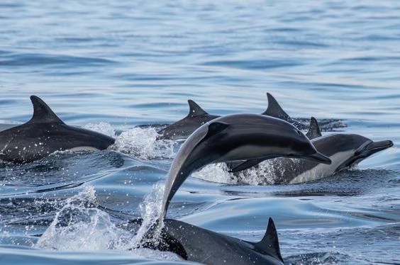 Aventuras con Ballenas y Tortugas en Los Órganos