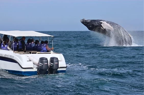 Aventuras con Ballenas y Tortugas en Los Órganos
