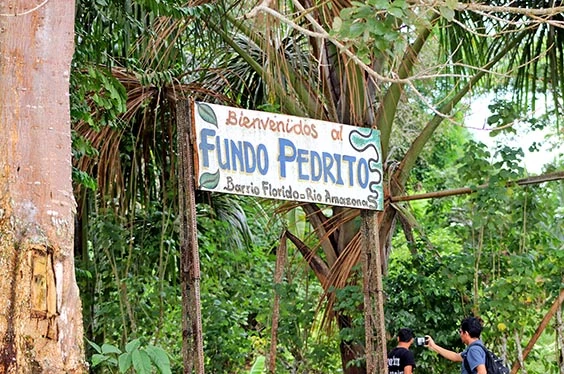 La Selva de los Espejos Life