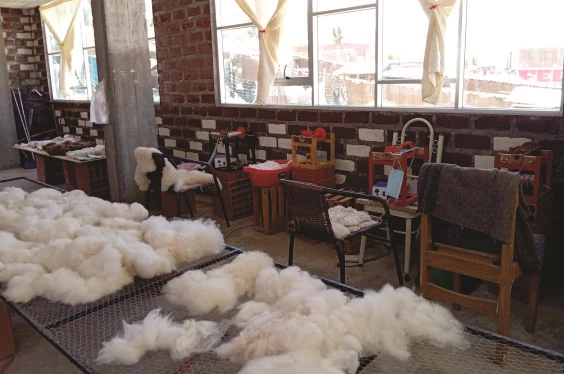 La Ruta de la Alpaca