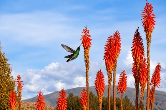 City Tour Puno y avistamiento de Colibríes