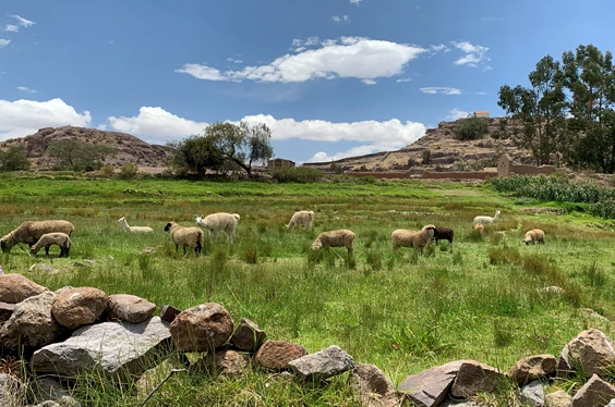 Tacna Cautivadora Deluxe 