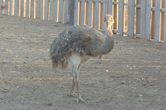 Chiclayo de Ensueño