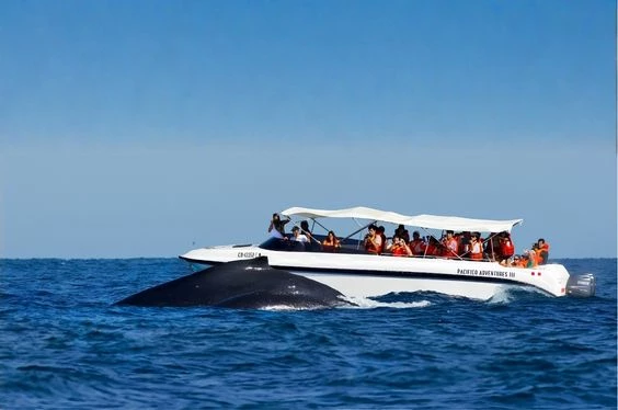 Avistamiento de Ballenas Jorobadas en Los Órganos - Piura