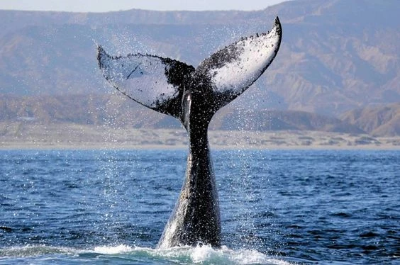 Avistamiento de Ballenas Jorobadas en Los Órganos - Piura