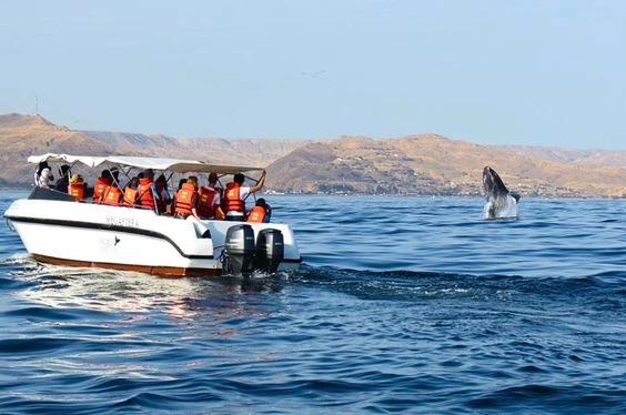 Avistamiento de Ballenas Jorobadas en Los Órganos - Piura