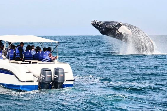 Aventuras con Ballenas en Piura y Tumbes
