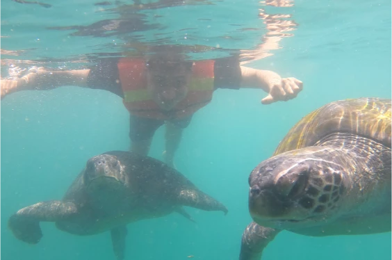 Tortugas & Manglares