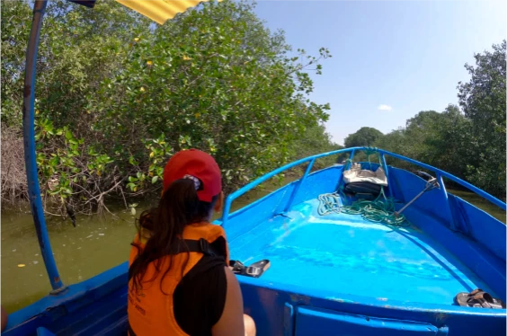 Tortugas & Manglares