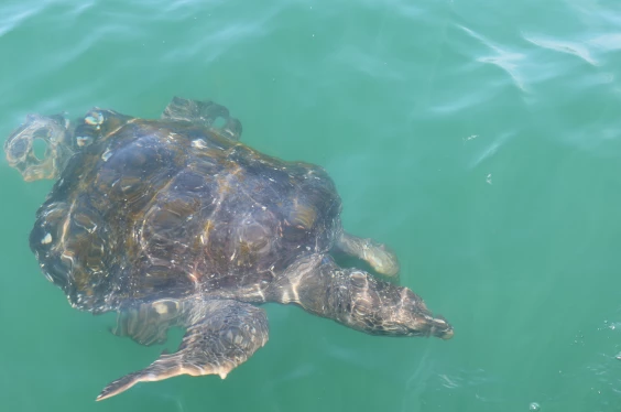 Piura Esencia Del Norte: Cultura, Artesanía, Comida y Playa