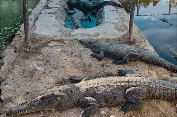 Piura Esencia Del Norte: Cultura, Artesanía, Comida y Playa