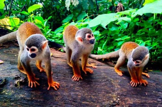 Full day - Río Amazonas