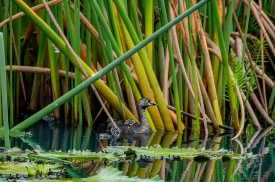 Coloninias Austriaco - Alemán
