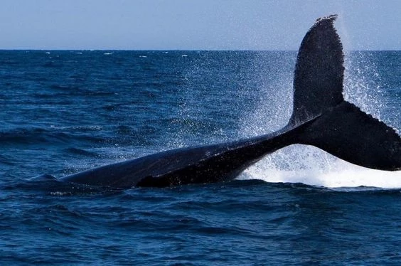 Danza de Ballenas