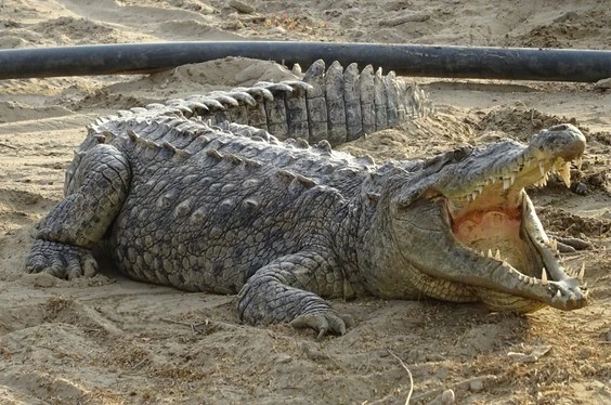 Verano de Playas, Manglares y Tortugas