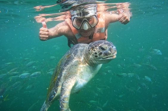 Tortugas y Aventuras en Mancora