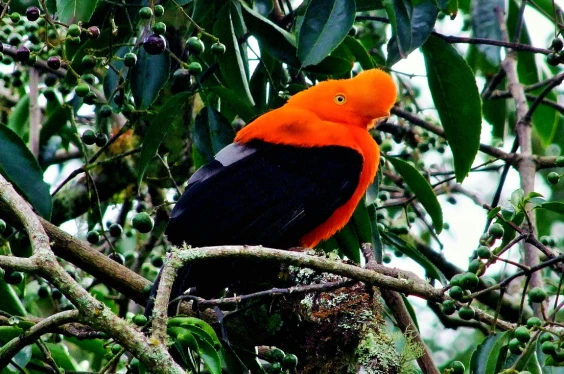 Full Day Avistamiento de Aves en la Foresta de Gocta