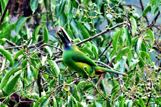 Full Day Avistamiento de Aves en la Foresta de Gocta