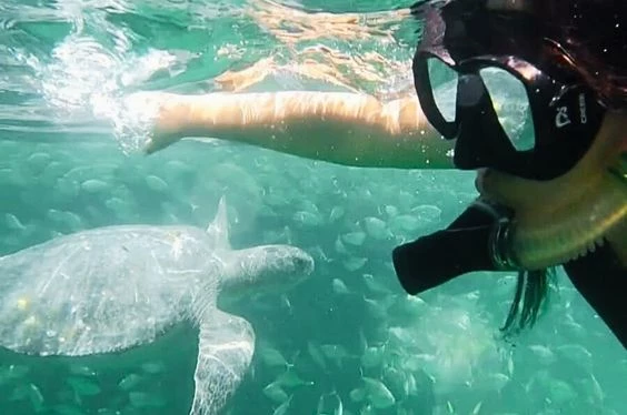 Bautizo sub marino con Snuba en los Órganos 