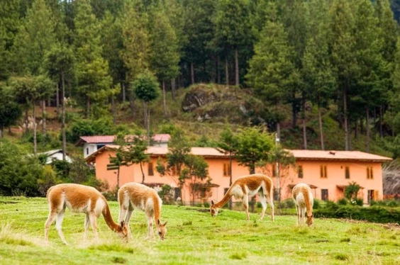 Cajamarca Imperial 5D