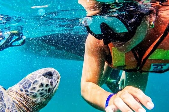 Tortugas y aventuras en catamarán turístico